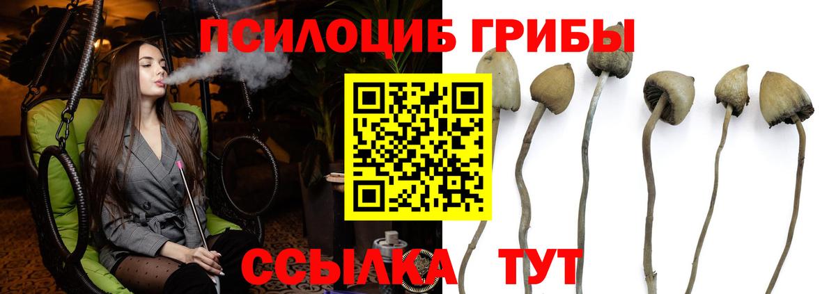 Псилоцибиновые грибы Psilocybine cubensis Гудермес